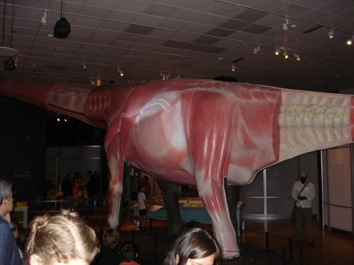 Perhaps the best example I've seen in a museum: the AMNH's sauropod with internal organs and their functions projected onto it. Bravo!