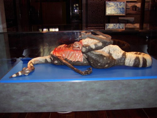 Ornithomimid in Barcelona natural history museum. This was unexpected and got me excited when I first saw it.