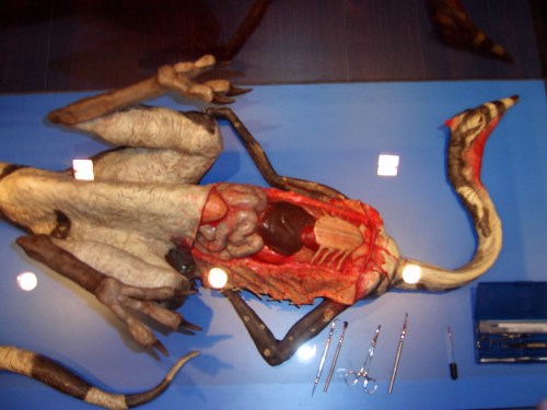 Looking down onto the opened torso of the Barcelona ornithomimid. Strikingly realistic!