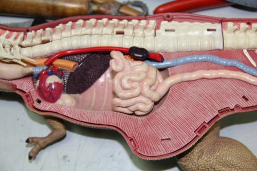 What your (inner?) child most needs is a dinosaur to dissect yourself! Why not a T. rex toy like this?