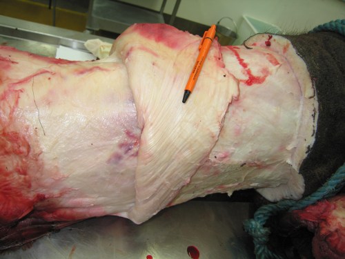 Another view, more superficially, of that G-suit/stocking under the thick, tight skin of an elephant's leg.