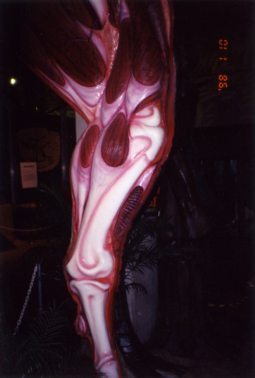 ?T. rex? leg, photo that I took ages ago as a PhD student, if memory serves. Can anyone remind me where this was? California Academy of Sciences?