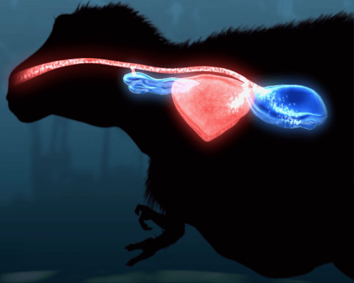 AIr flow through a T. rex: simplified but clear.