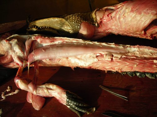 American alligator's CFL dominates the photo. Photo by Vivian Allen.