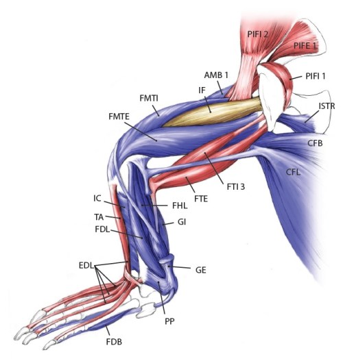 Julia Molnar's fabulous illustration of Alligator's limb muscles, from our 2014 paper in Journal of Anatomy.