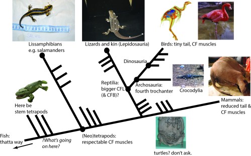 Better Know A Muscle: The Evolution of M. caudofemoralis (longus)