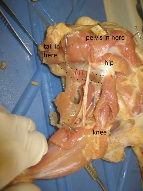 Chicken's right leg in side view. CFC (equivalent of CFL) muscle outlined and labelled.