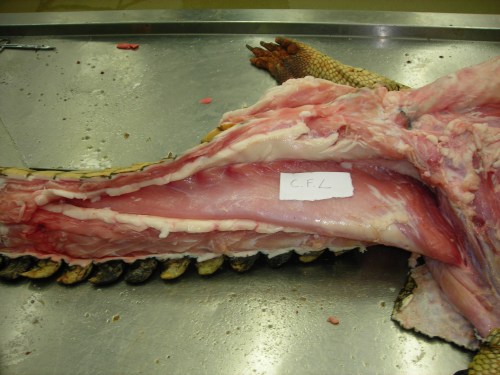 A moderate-sized (45kg) Nile crocodile with its CFL muscle proudly displayed.