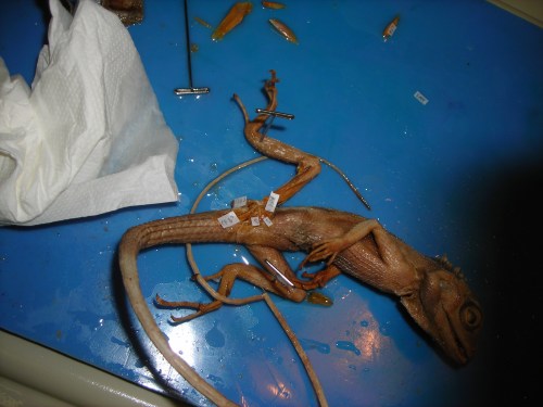 An unspecified iguanid(?) lizard, probably a juvenile Iguana iguana, dissected and showing its CFL muscle at its end. The muscle would extemd about halfway down the tail, though.