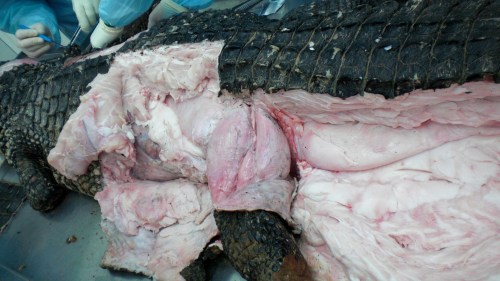 A closer look at the black caiman's thigh and CFL muscle.