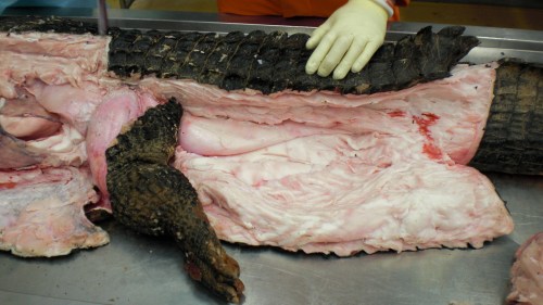 Black caiman, Melanosuchus, showing off its CFL muscle (pink "steak" in the middle of the tail near the leg).