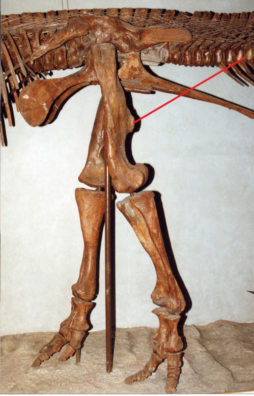 A large duckbill dinosaur's left leg, with a red line drawn in showing roughly where the CFL would be running, to end up at the fourth trochanter. Many Mesozoic dinosaurs have skeletal anatomy that indicates a similar CFL muscle.