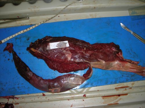 Another adult ostrich's CF muscle complex, removed for study.