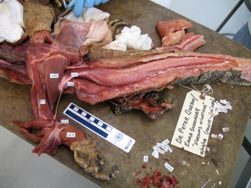 Courtesy of Emma Schachner, a large varanid lizard's very freshly preserved CFL and other hindlimb muscles.