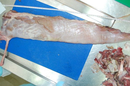 The giant Nile croc's CFL muscle removed for measurements.