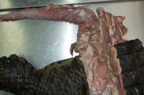 Bigger crocs have smaller legs and muscles.