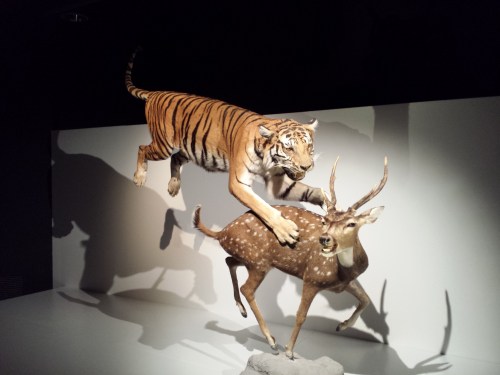 Team Cat is still cranking on our biomechanical and anatomical studies of felids- expect a lot of new stuff from us in 2016! Meanwhile, enjoy this spectacular taxidermy.