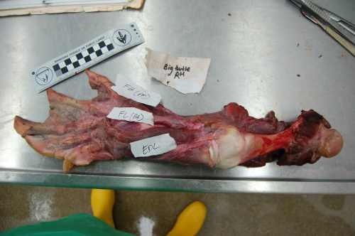 Hindlimb of a sea turtle that we dissected in 2015 after it came in for a clinical postmortem.