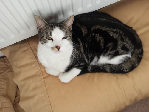 But first, a content cat.