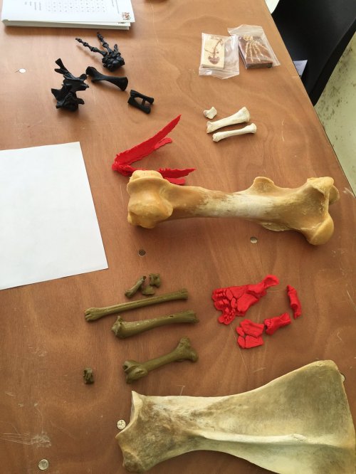 Guess the bones! (photo by Zoe Self)