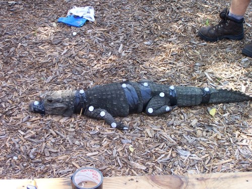 Osteolaemus (resting) set up with motion capture markers for a yet-to-be-published study that we did in 2005 (ugh!). It wasn't harmed by this.