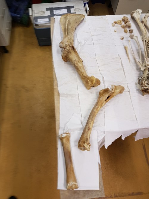 Horse forelimb from an old joint range-of-motion study we did; now reduced to bones (why did I keep this frozen anyway? who knows).