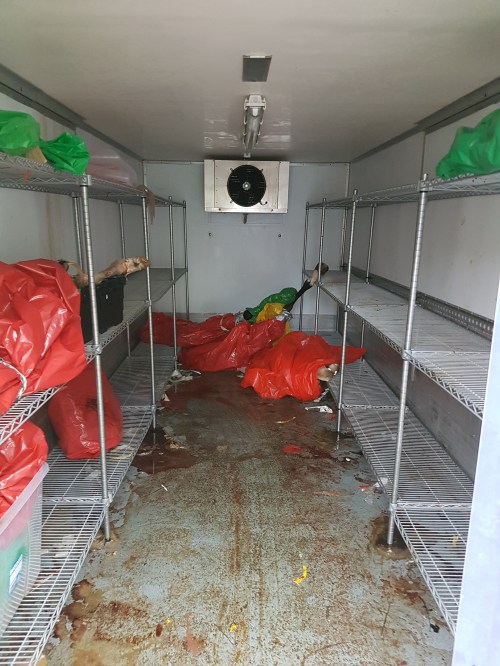 Last look at Freezersaurus: outside looking in. Ice still lingering on the cow and horse legs from old XROMM studies.