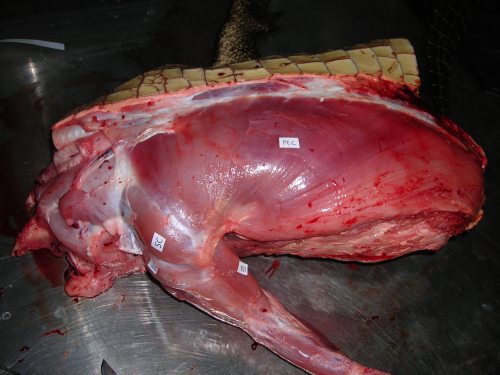 Crocodile's right forelimb showing the huge pectoralis, and the biceps underlying it on the bottom right.