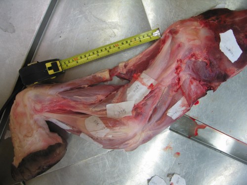 Elephant's left forelimb with the biceps labelled.