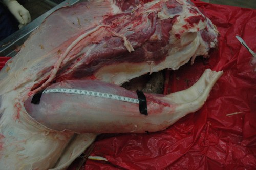 Giraffe biceps cut away proximally to show the 