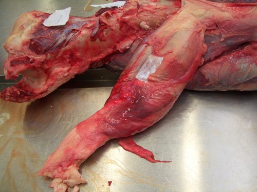 Hippo's humerus (upper left) and biceps muscle cut away proximally, displaying the same sort of 