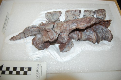 Yale Peabody Museum specimen YPM57100: ilium (hip bone) and vertebrae of the Triassic archosaur Poposaurus. More about this later!